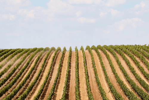 MentorEase_mentoring_software_agriculture_forestry