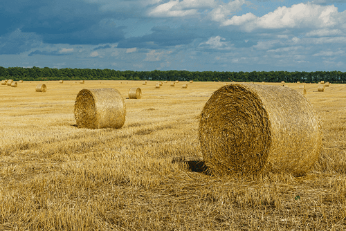MentorEase_mentoring_software_agriculture_forestry_fishery